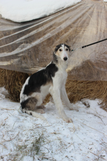 Photo №1. borzoi - for sale in the city of Tyumen | 325$ | Announcement № 2577