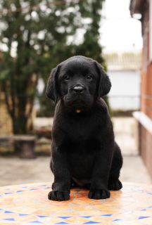 Photo №3. Labrador puppies of black and fawn color.. Ukraine