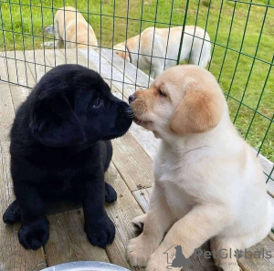 Photo №2 to announcement № 125261 for the sale of labrador retriever - buy in Germany private announcement