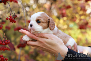 Photo №2 to announcement № 29814 for the sale of cavalier king charles spaniel - buy in Switzerland private announcement, from nursery