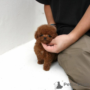 Photo №1. poodle (toy) - for sale in the city of Zürich | negotiated | Announcement № 152762