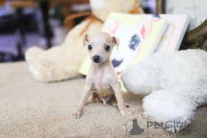 Photo №2 to announcement № 152843 for the sale of chihuahua - buy in United States breeder