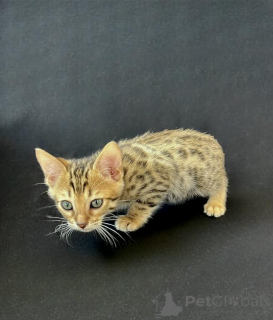 Photo №1.  - for sale in the city of TraBEN-TRARBACH | 329$ | Announcement № 148543