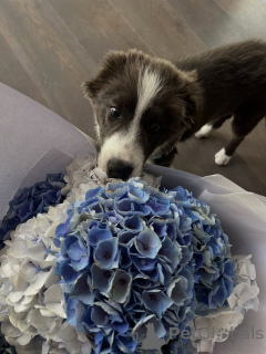 Photo №1. border collie - for sale in the city of Prague | negotiated | Announcement № 178146