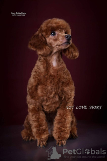 Photo №2 to announcement № 111799 for the sale of poodle (toy) - buy in Ukraine breeder