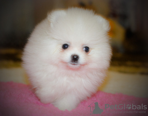 Photo №3. White Pomeranian (full set of documents). Belarus