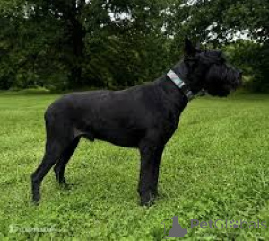 Photo №3. Beautiful Giant schnauzer puppies. Belarus