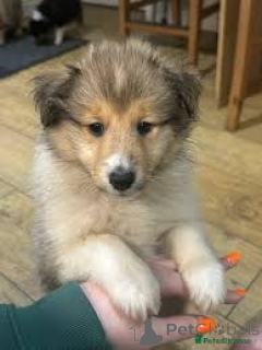 Photo №1. shetland sheepdog - for sale in the city of Helsinki | 723$ | Announcement № 164683