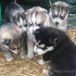 Photo №2 to announcement № 164699 for the sale of siberian husky - buy in Finland private announcement, breeder