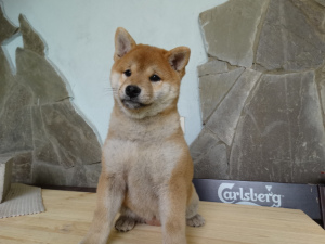 Photo №1. shiba inu - for sale in the city of Voronezh | 564$ | Announcement № 4580