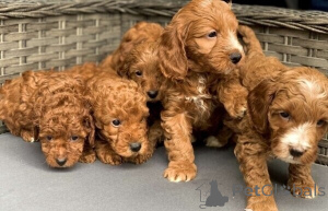 Photo №1. non-pedigree dogs - for sale in the city of Alsdorf | 424$ | Announcement № 149697
