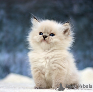 Photo №1. maine coon - for sale in the city of Portland | 650$ | Announcement № 65860