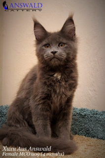Photo №2 to announcement № 3728 for the sale of maine coon - buy in Russian Federation from nursery