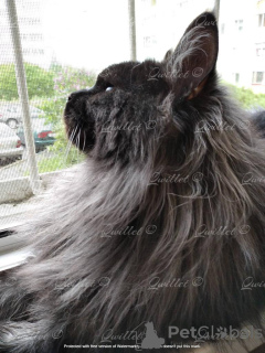 Photo №3. Maine Coon mating. Belarus