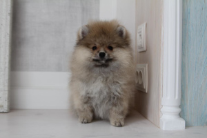 Photo №2 to announcement № 6188 for the sale of pomeranian - buy in Russian Federation private announcement