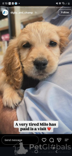 Photo №4. I will sell english cocker spaniel in the city of Aalst. private announcement - price - 465$