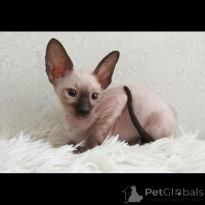 Photo №1. cornish rex - for sale in the city of Eging on the lake | 361$ | Announcement № 169547