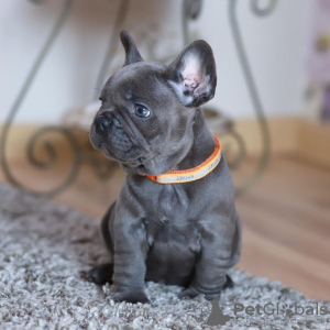 Photo №4. I will sell french bulldog in the city of Nottingham. private announcement - price - 554$