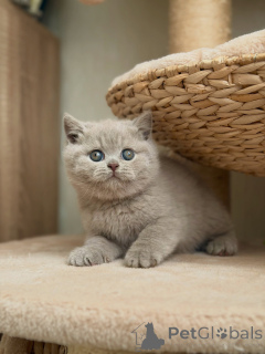 Photo №1. british shorthair - for sale in the city of Groningen | negotiated | Announcement № 177844