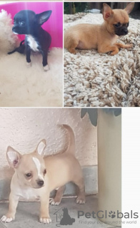 Photo №2 to announcement № 111996 for the sale of chihuahua - buy in Serbia breeder