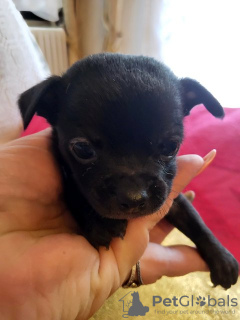 Additional photos: Chihuahua puppies