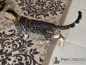 Photo №2 to announcement № 118229 for the sale of bengal cat - buy in Russian Federation breeder