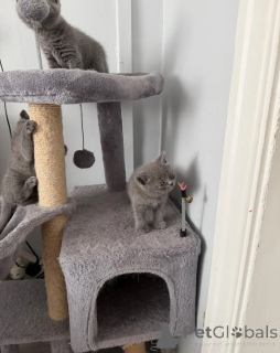 Photo №2 to announcement № 167099 for the sale of british shorthair - buy in Denmark private announcement