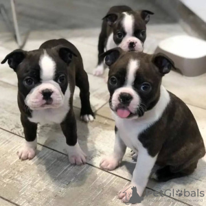 Photo №3. Boston Terrier Welpe verfügbar zu verkaufen. Switzerland