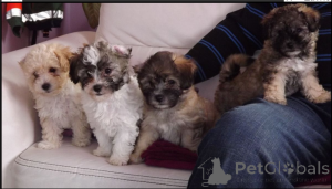 Photo №1. bolonka - for sale in the city of Berlin | negotiated | Announcement № 167684