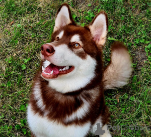 Photo №4. I will sell alaskan malamute in the city of Kursk. from nursery - price - negotiated
