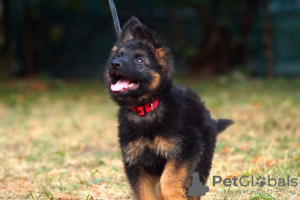 Additional photos: Puppy. German Shepherd.