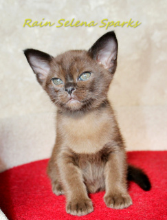 Photo №2 to announcement № 2656 for the sale of burmese cat - buy in Belarus from nursery