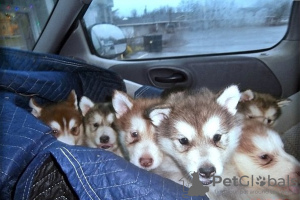 Photo №1. alaskan malamute - for sale in the city of Fallåker | Is free | Announcement № 128636