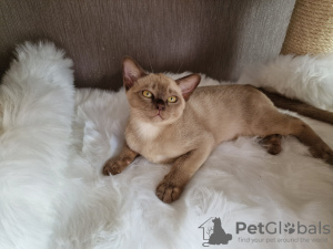 Additional photos: Sell Burmese kittens