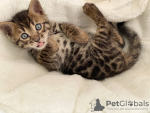 Additional photos: Urgently selling cute bengal kittens