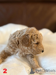 Photo №2 to announcement № 132841 for the sale of maltipu - buy in Germany 