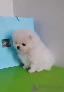 Photo №3. White Pomeranian Spitz puppies, mini. Documents FCI - FCG.. Georgia