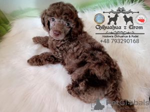 Photo №1. poodle (royal) - for sale in the city of Wałbrzych | 2113$ | Announcement № 41970