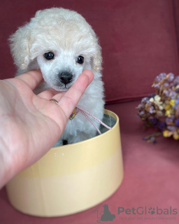 Additional photos: toy poodle puppies