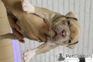 Photo №2 to announcement № 132370 for the sale of american bully - buy in Moldova from nursery, breeder