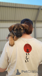 Photo №1. non-pedigree dogs - for sale in the city of Moscow river | Is free | Announcement № 146077