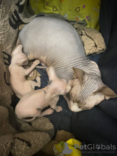 Photo №2 to announcement № 37393 for the sale of sphynx-katze - buy in Russian Federation private announcement