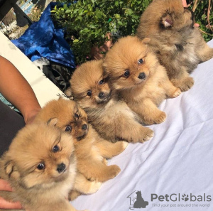 Photo №1. pomeranian - for sale in the city of Berlin | Is free | Announcement № 125080