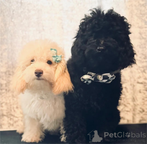 Photo №1. poodle (dwarf) - for sale in the city of Hattingen | 361$ | Announcement № 154604