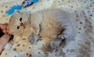 Photo №4. I will sell british shorthair in the city of Poznan. private announcement - price - 581$