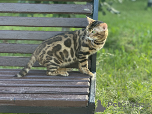 Additional photos: Gorgeous Bengal cat - GrandInterChampion of the breed