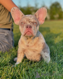 Photo №3. French Bulldog puppy available for adoption. Germany