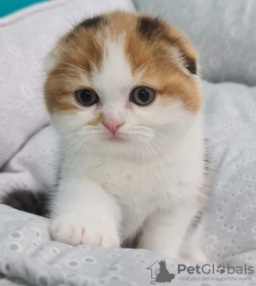 Photo №1. scottish fold - for sale in the city of Leipzig | 355$ | Announcement № 12020