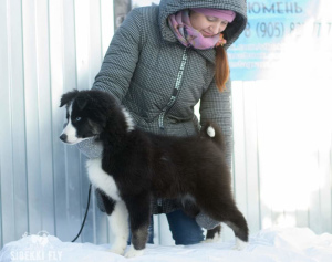 Photo №2 to announcement № 4488 for the sale of yakutian laika - buy in Russian Federation breeder