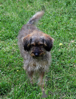 Photo №2 to announcement № 163725 for the sale of non-pedigree dogs - buy in Russian Federation private announcement